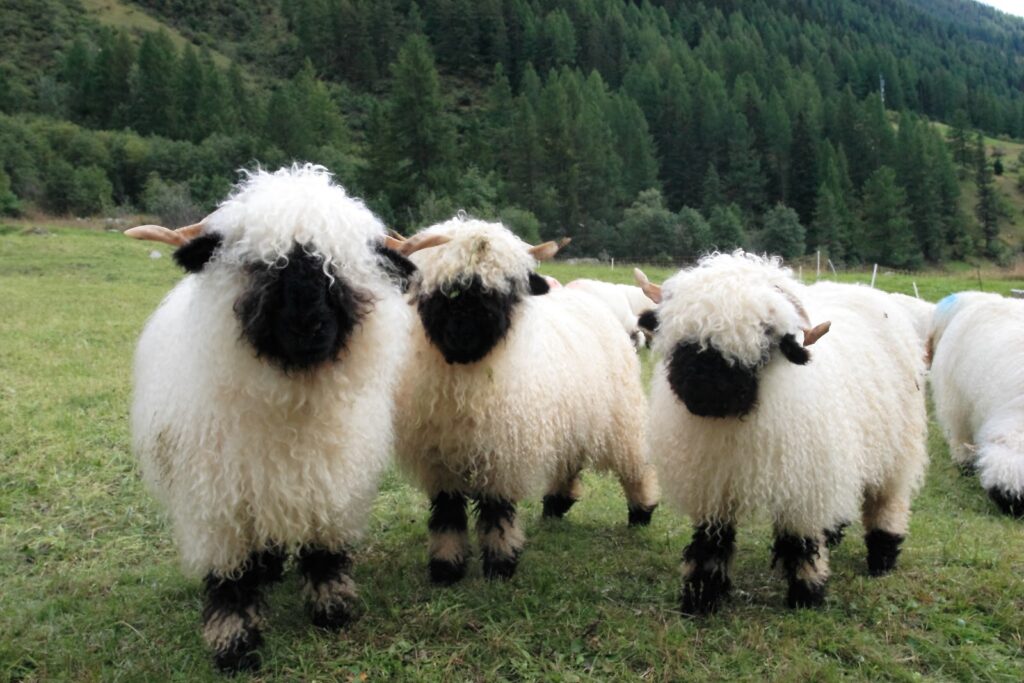 Эксклюзивные породы овец из Европы